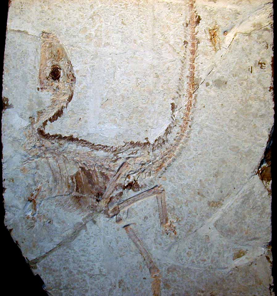 A fossil photograph of Sinosauropteryx, showing filamentous feathers preserved around its body.