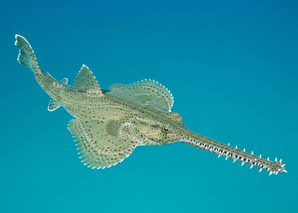 An onchopristis, with a textured gray-green body and a long, narrow rostrum lined with sharp, irregularly spaced teeth, swims in an ocean. Its flattened body, with small dark eyes and two broad pectoral fins, is visible from a top-down view. A single triangular dorsal fin is on its back.