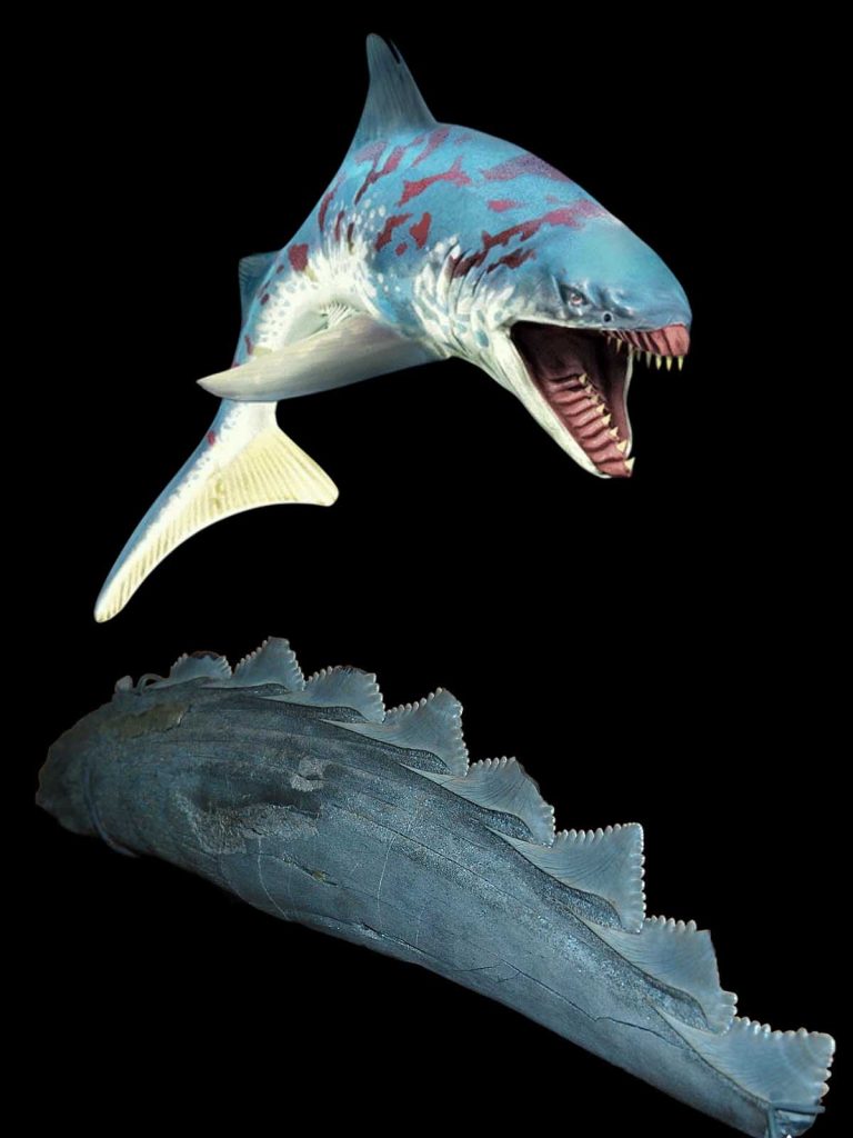 A depiction of Edestus with its bizarre, protruding scissor-like jaws. Edestus likely used its strange jaws to slash and disable its prey.