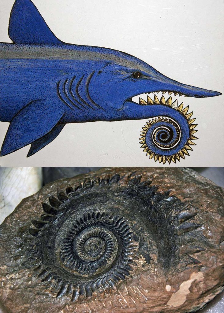 A scientific reconstruction of Helicoprion showing the tooth whorl in its lower jaw.