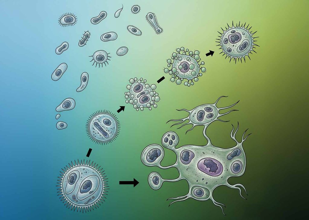An illustration showing single-celled organisms aggregating into simple colonies, then gradually developing specialized cells.