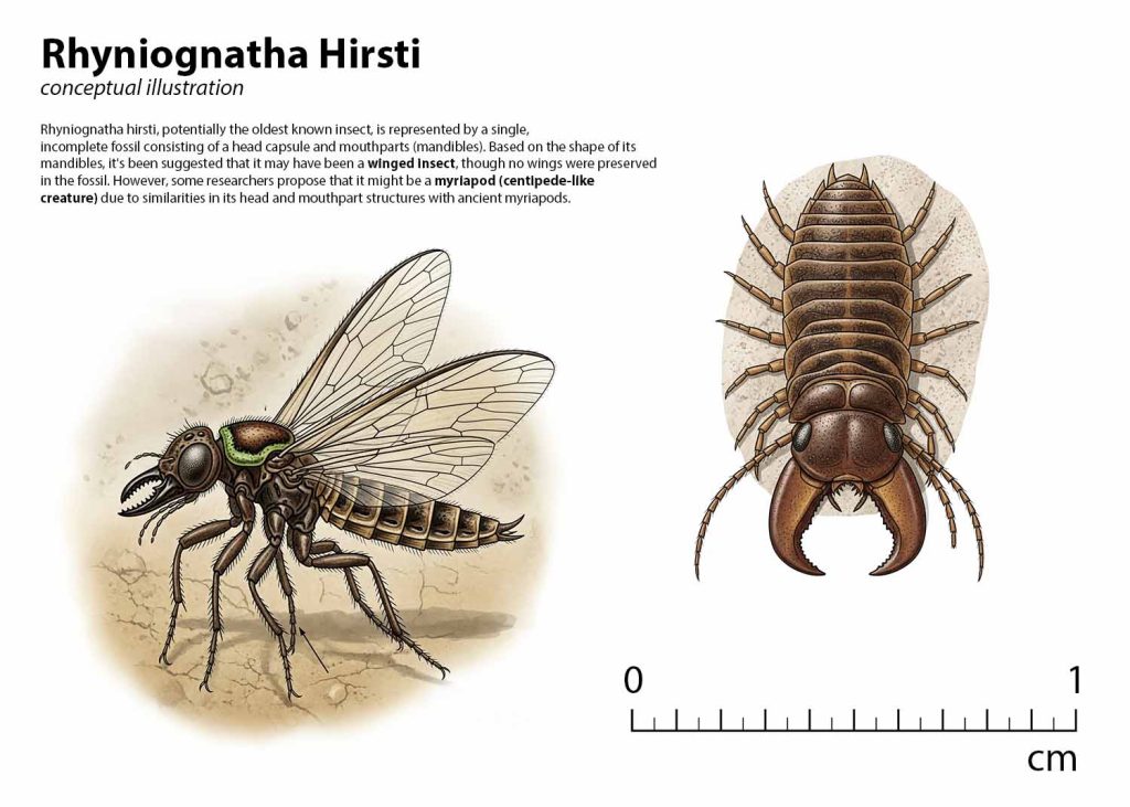 A detailed illustration or fossil reconstruction of first insects - Rhyniognatha hirsti, considered one of the earliest known insects, showing its small size and simple features.