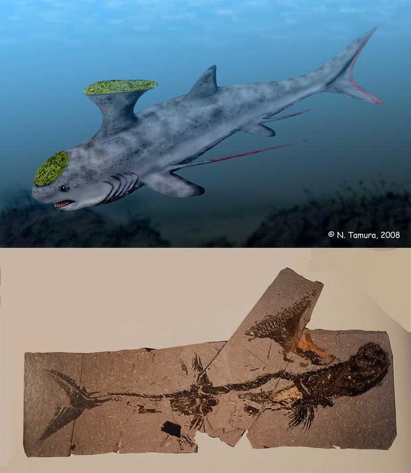 An illustration of Stethacanthus, highlighting its unique anvil-shaped dorsal fin.