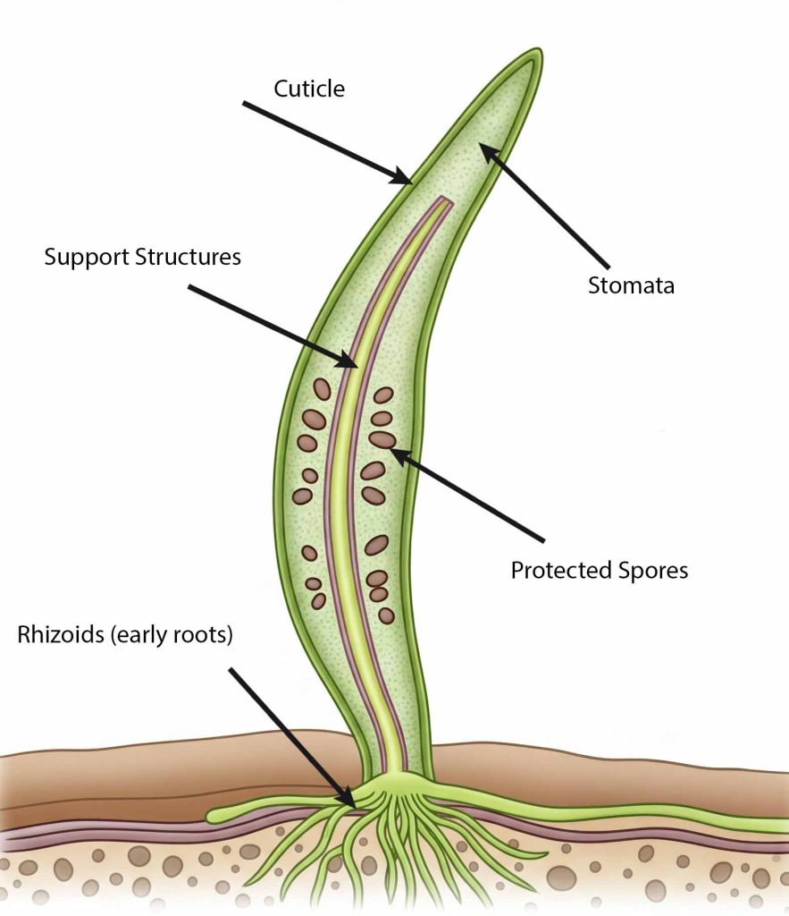 A diagram illustrating key adaptations of early land plants: cuticle, stomata, rhizoids/roots, and spores protected by sporopollenin.